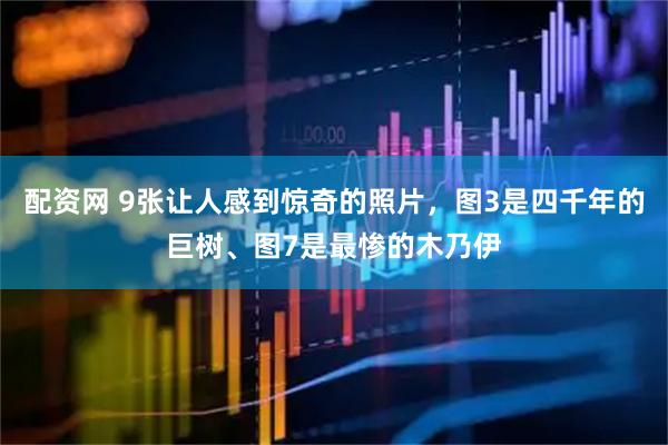 配资网 9张让人感到惊奇的照片，图3是四千年的巨树、图7是最惨的木乃伊